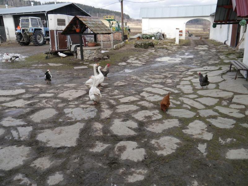 Pod Kasztanem Gospodarstwo Agroturystyczne Stronie Slaskie Exterior foto