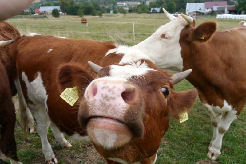 Pod Kasztanem Gospodarstwo Agroturystyczne Stronie Slaskie Exterior foto