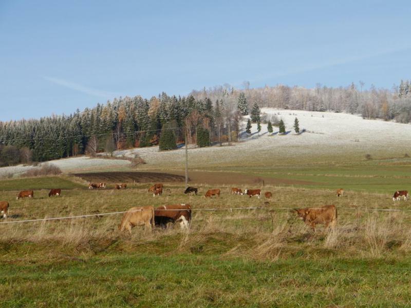 Pod Kasztanem Gospodarstwo Agroturystyczne Stronie Slaskie Exterior foto