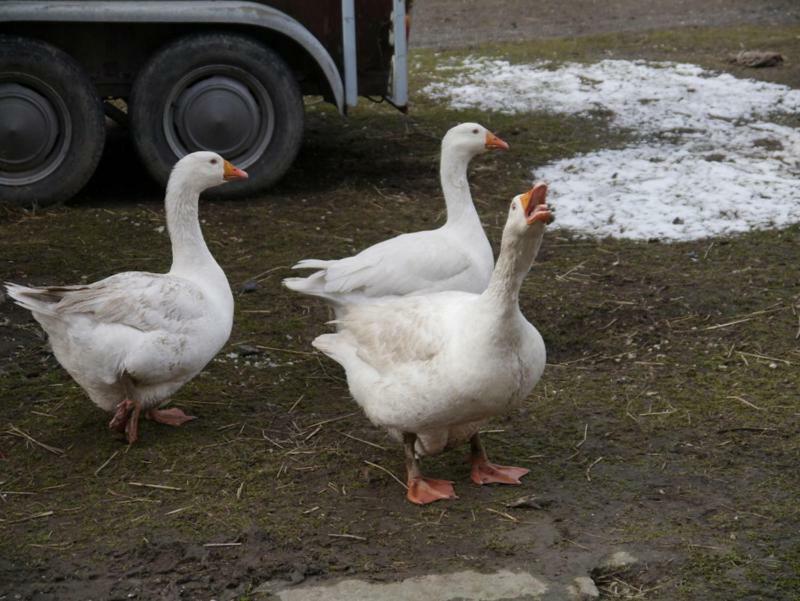 Pod Kasztanem Gospodarstwo Agroturystyczne Stronie Slaskie Exterior foto